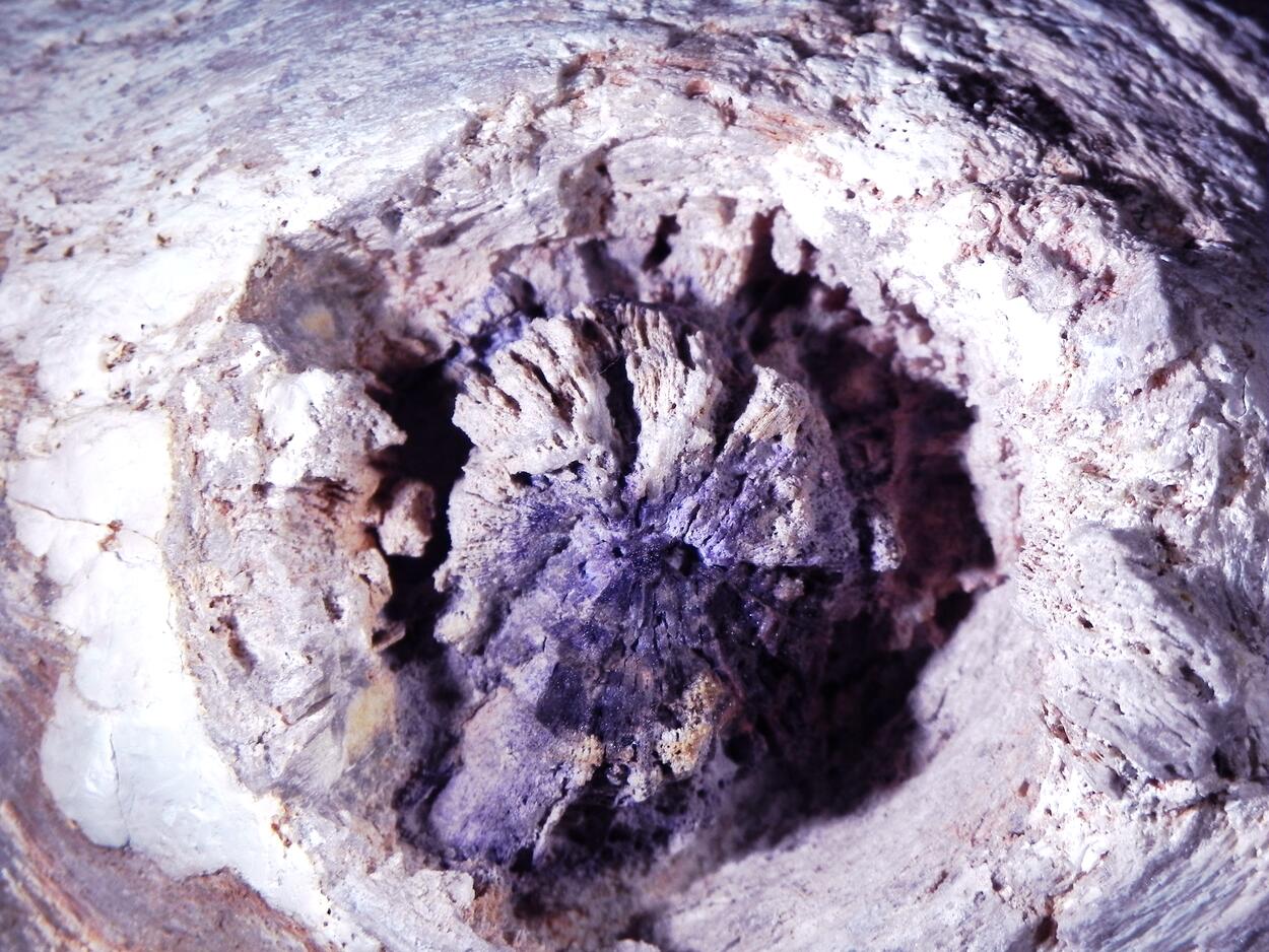 Fluorite & Quartz Psm Petrified Wood