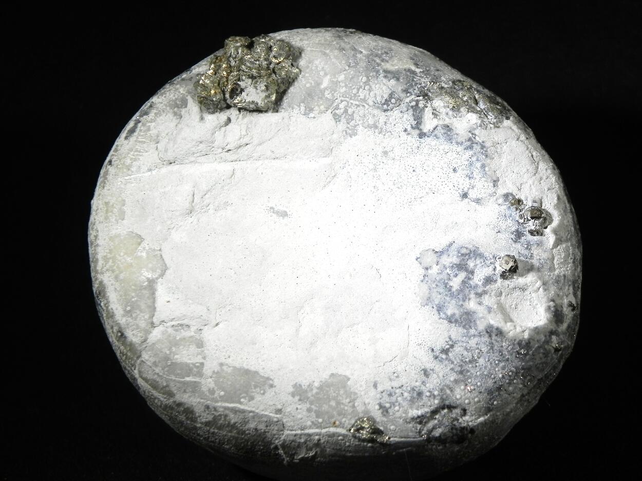 Fossil Sea Urchin With Pyrite