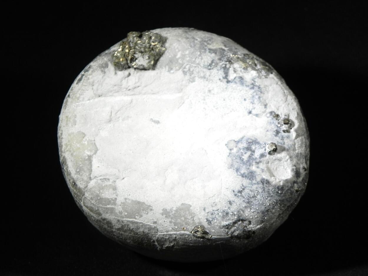 Fossil Sea Urchin With Pyrite