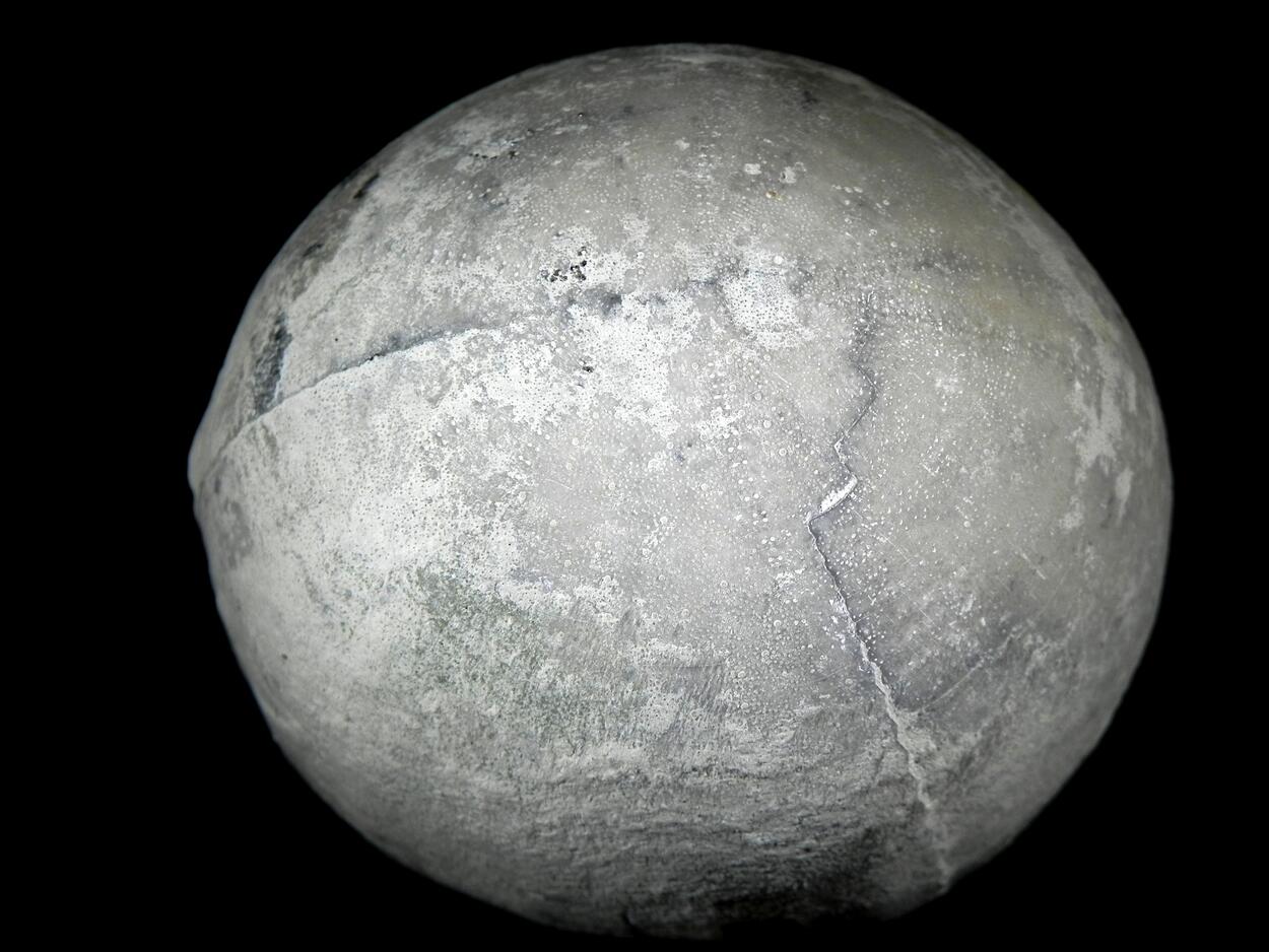 Fossil Sea Urchin With Pyrite