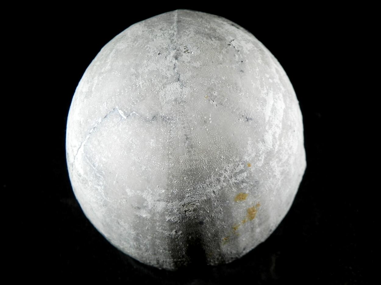 Fossil Sea Urchin With Pyrite