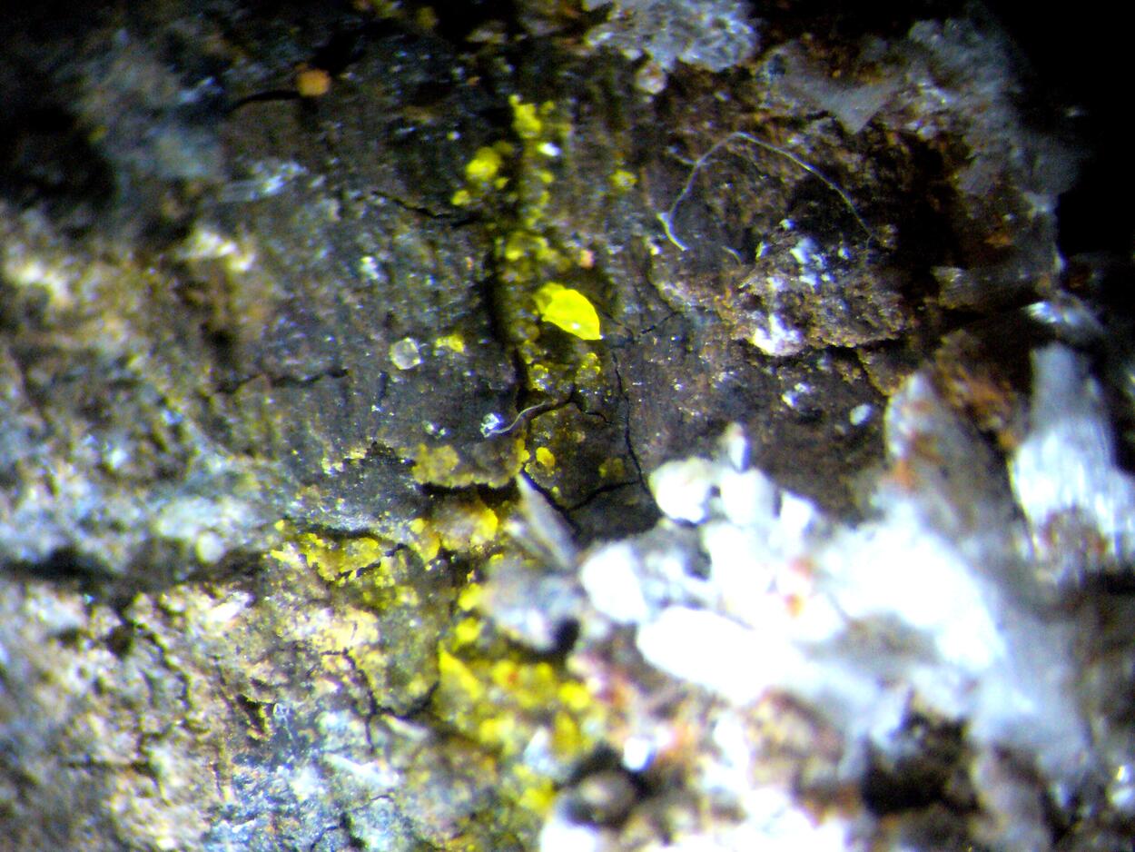 Zaccagnaite Blatonite & Gypsum