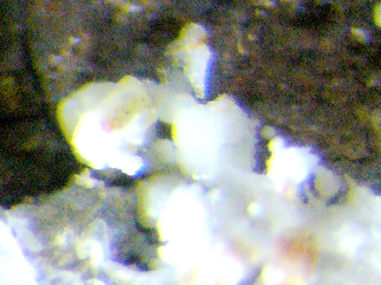 Zaccagnaite Blatonite & Gypsum