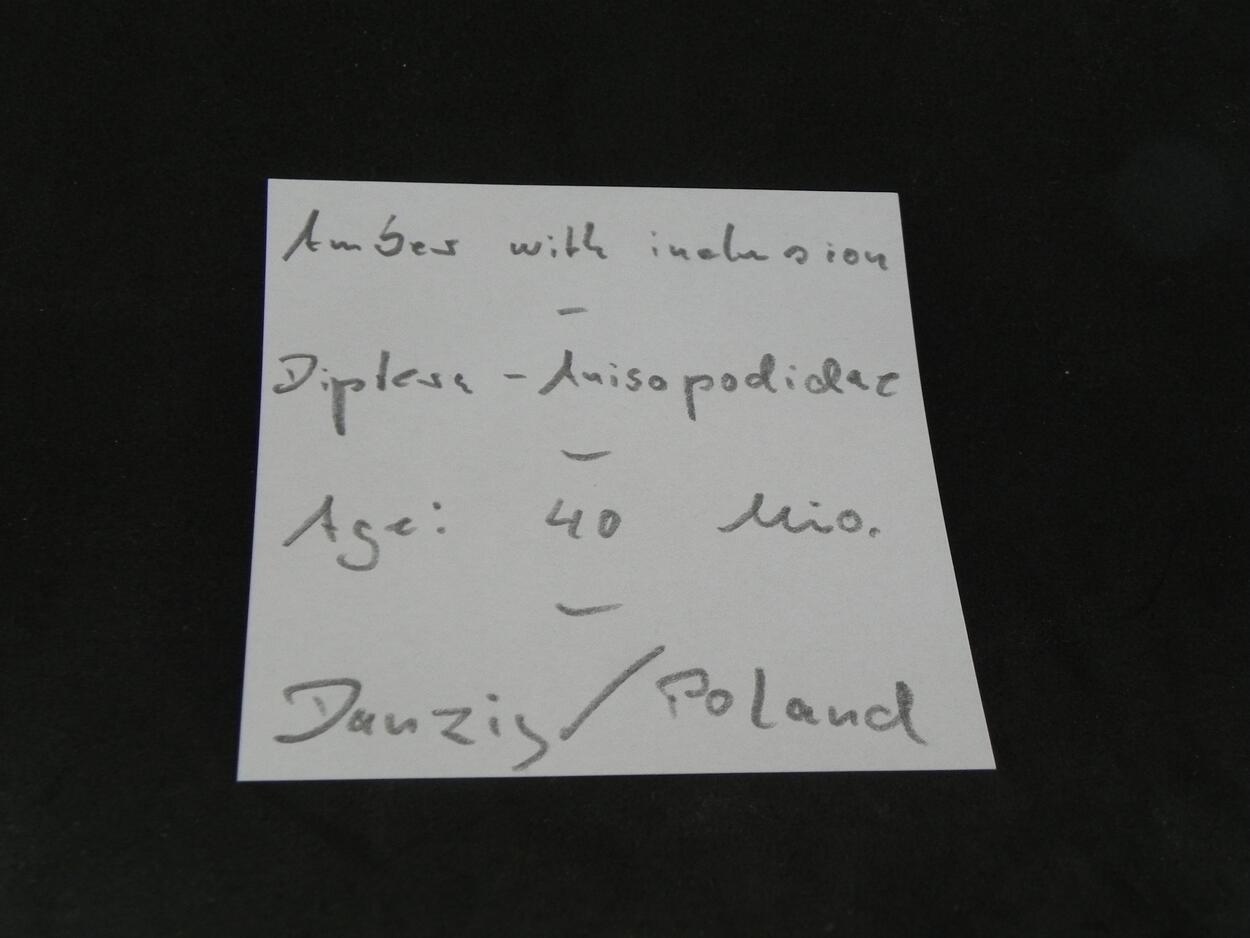 Amber With Inclusions