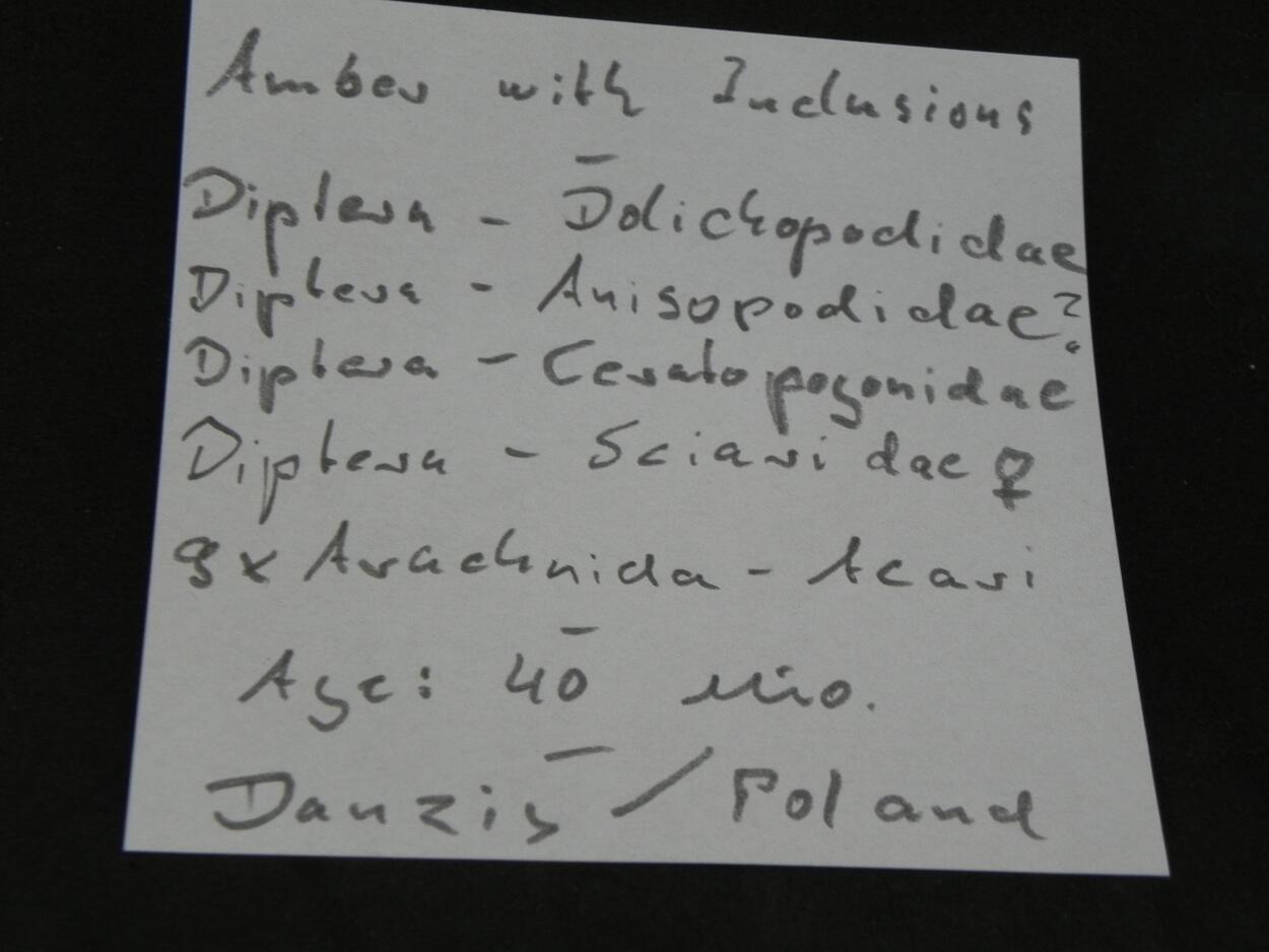 Amber With Inclusions