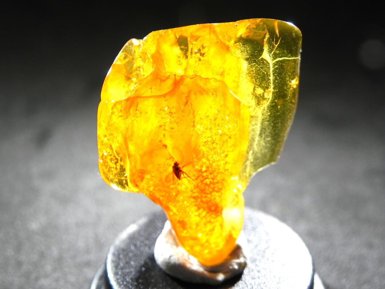 Amber With Inclusions