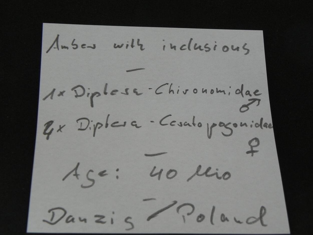 Amber With Inclusions