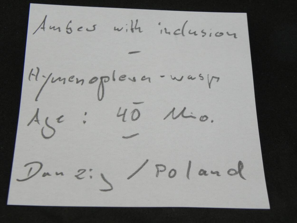 Amber With Inclusions