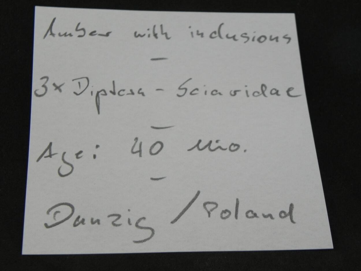 Amber With Inclusions