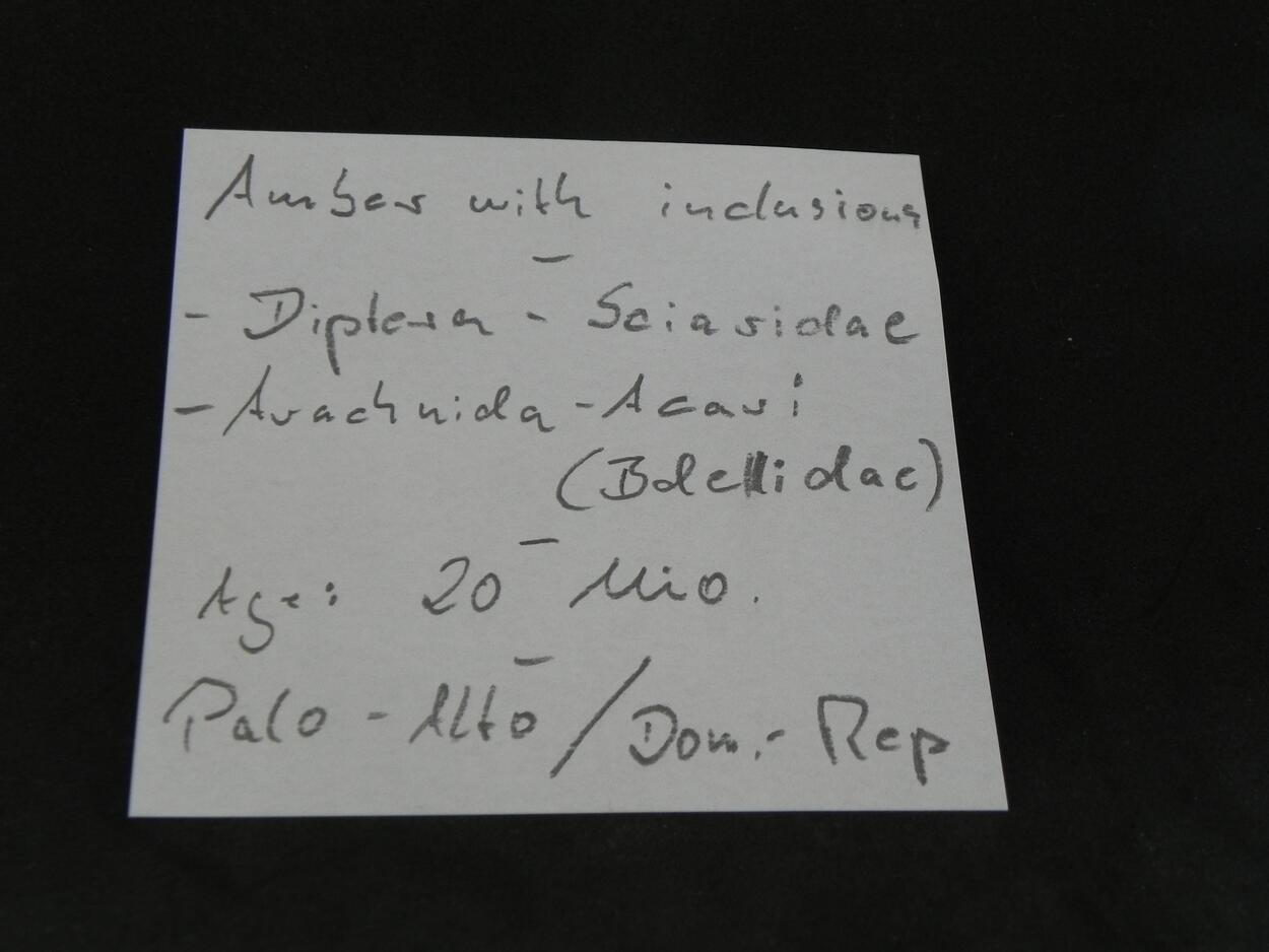 Amber With Inclusions