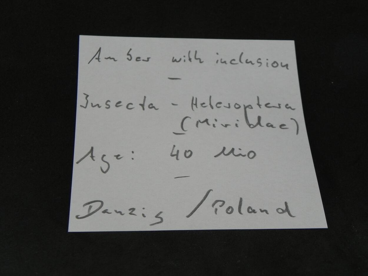 Amber With Inclusions