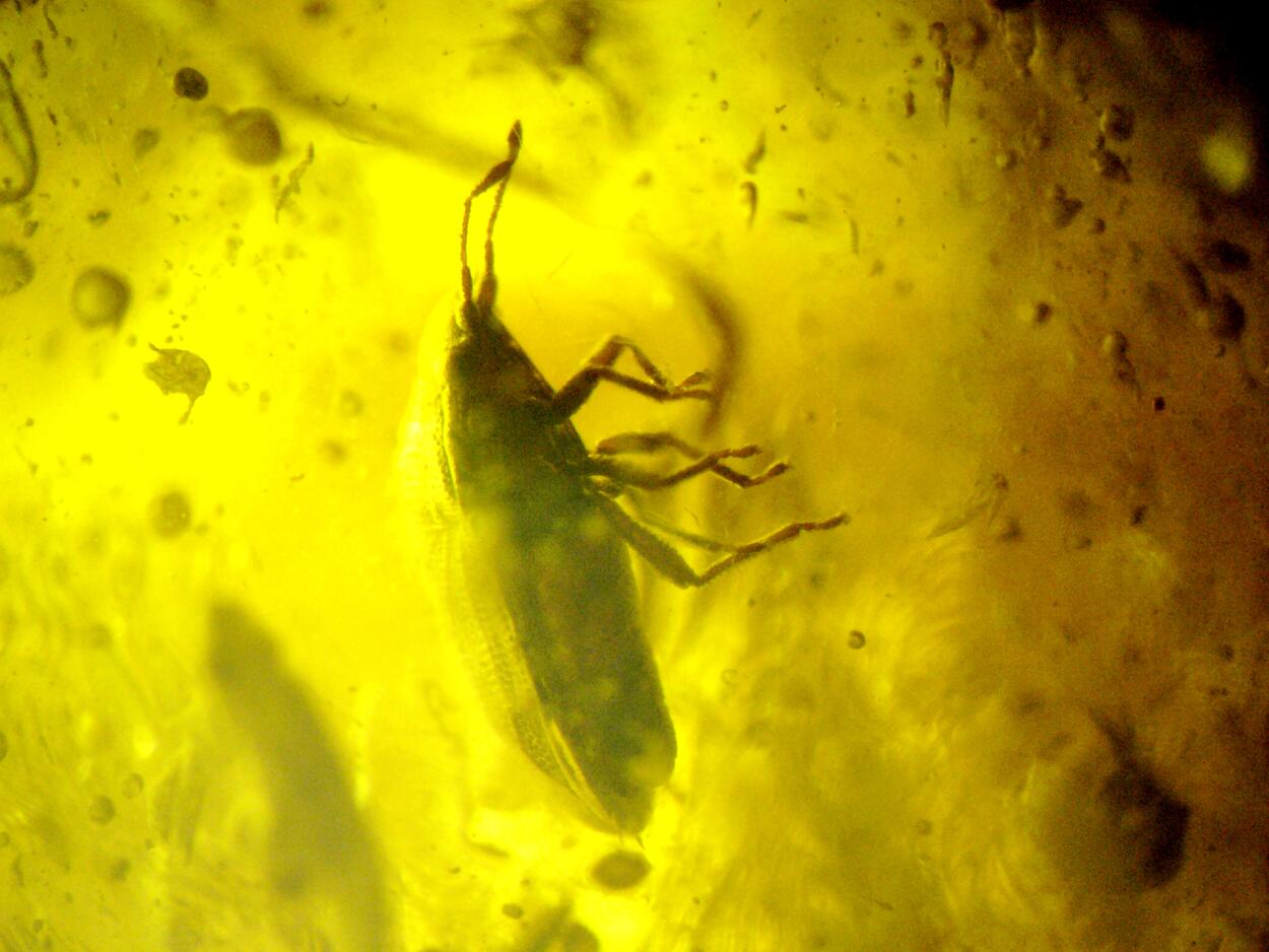 Amber With Inclusions