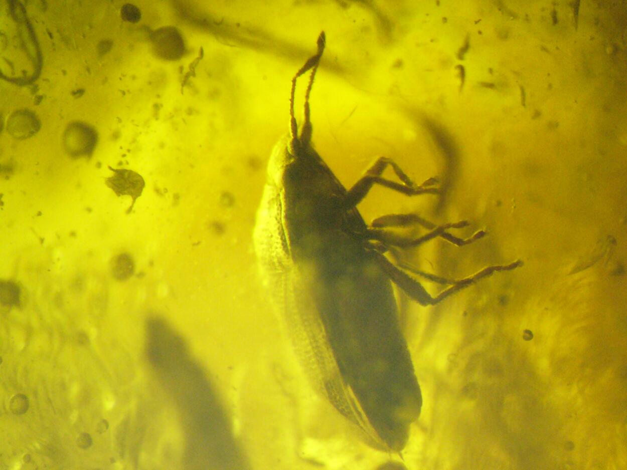 Amber With Inclusions