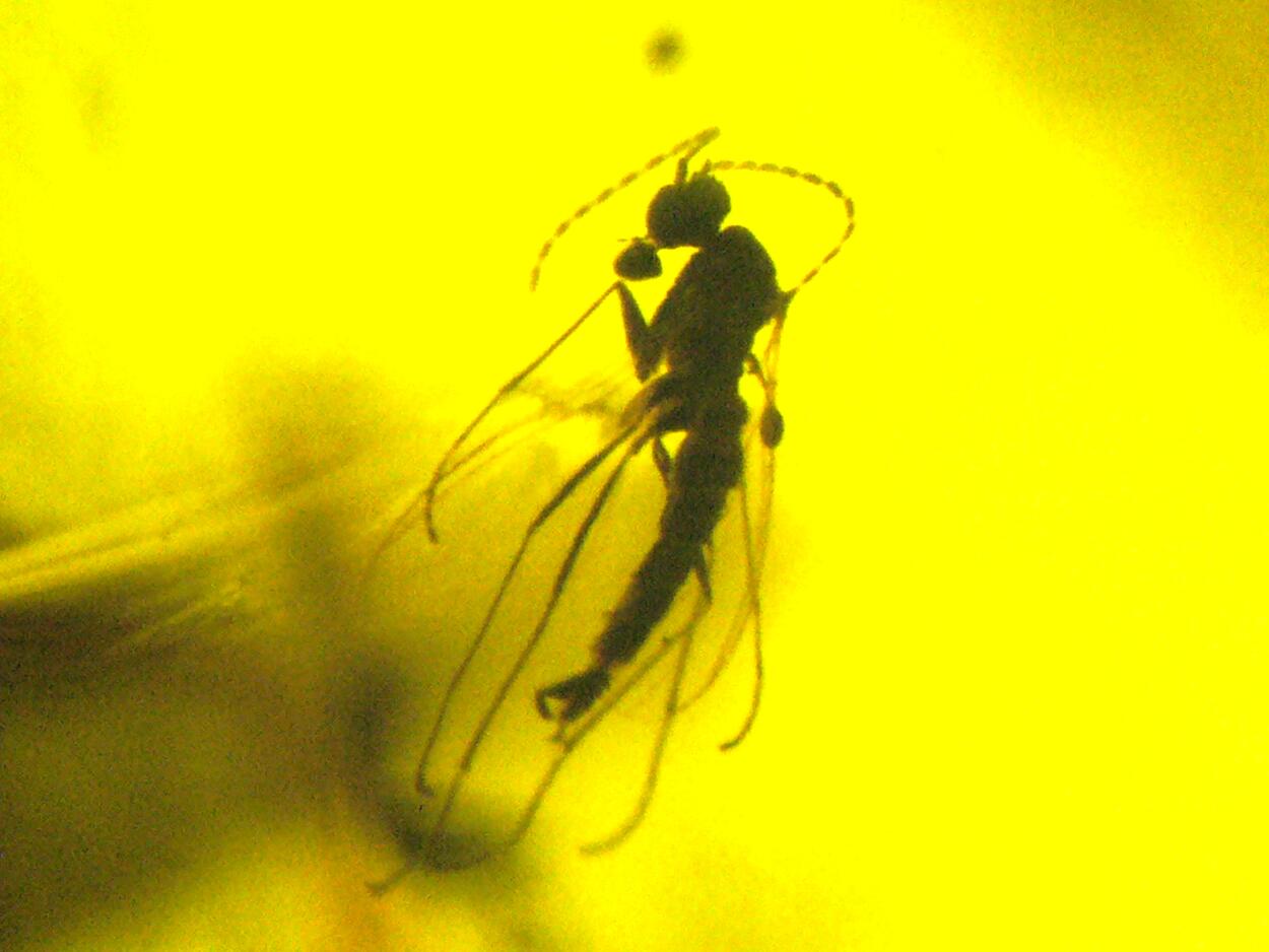 Amber With Inclusions