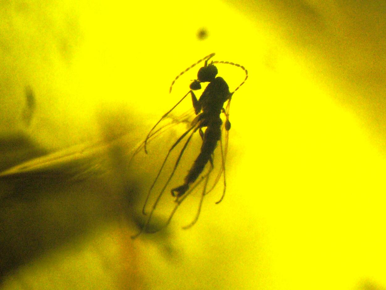 Amber With Inclusions