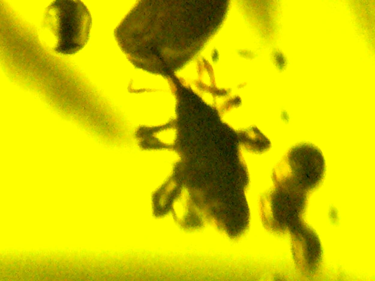 Amber With Inclusions