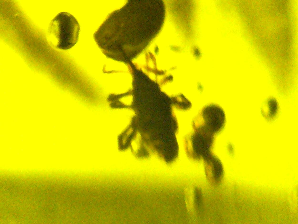 Amber With Inclusions