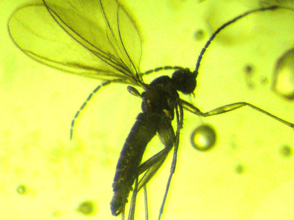 Amber With Inclusions