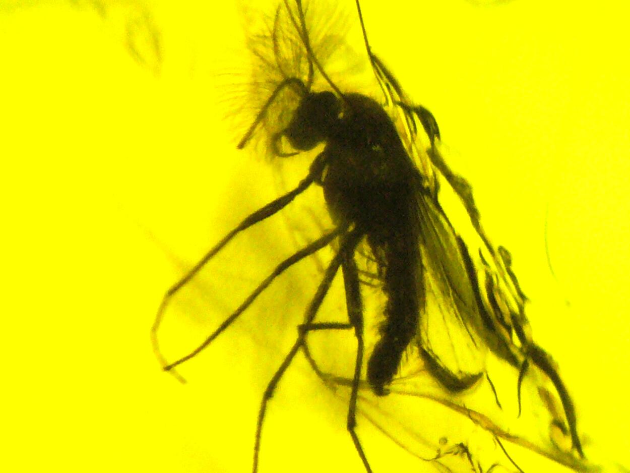 Amber With Inclusions