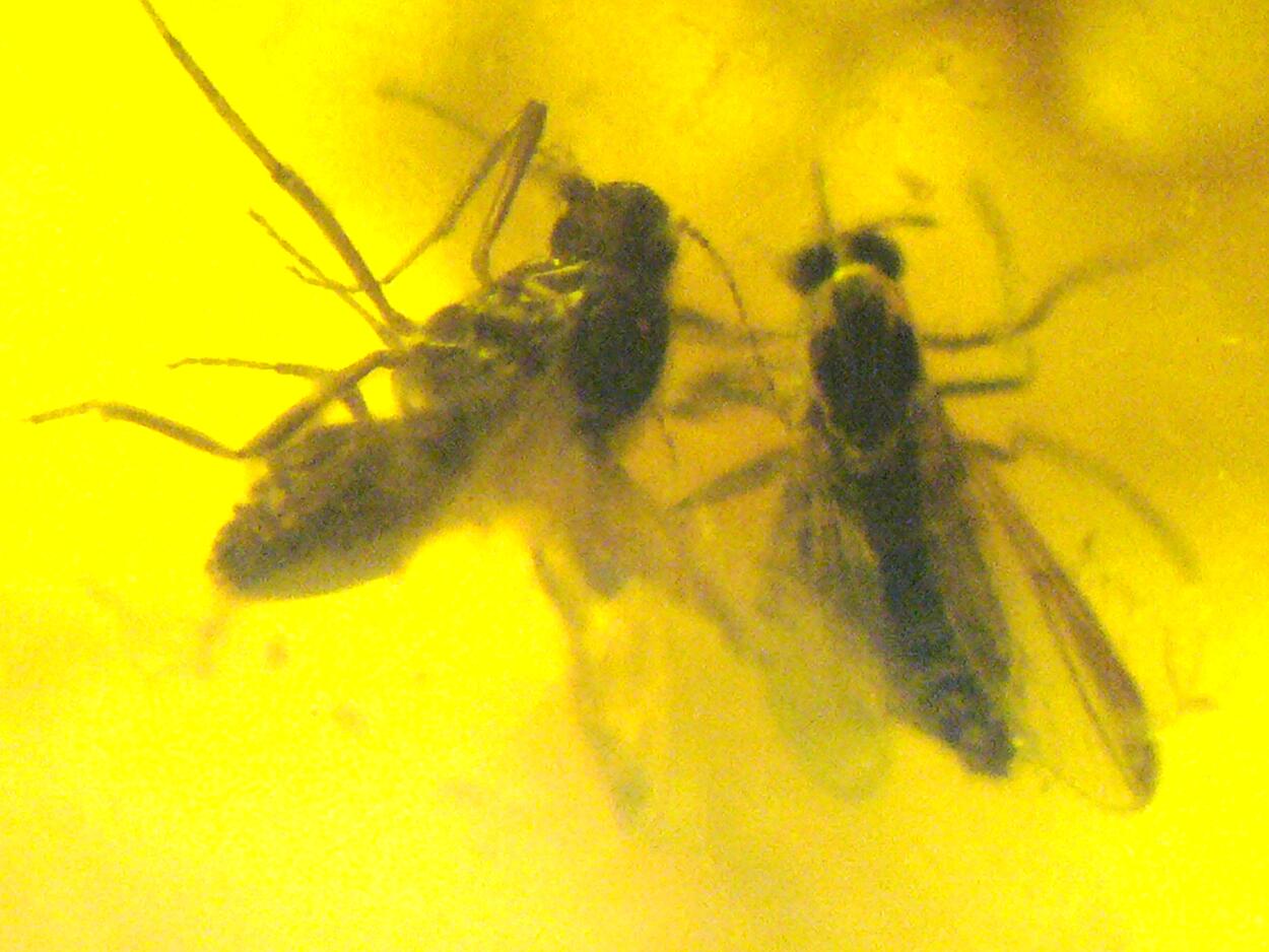 Amber With Inclusions