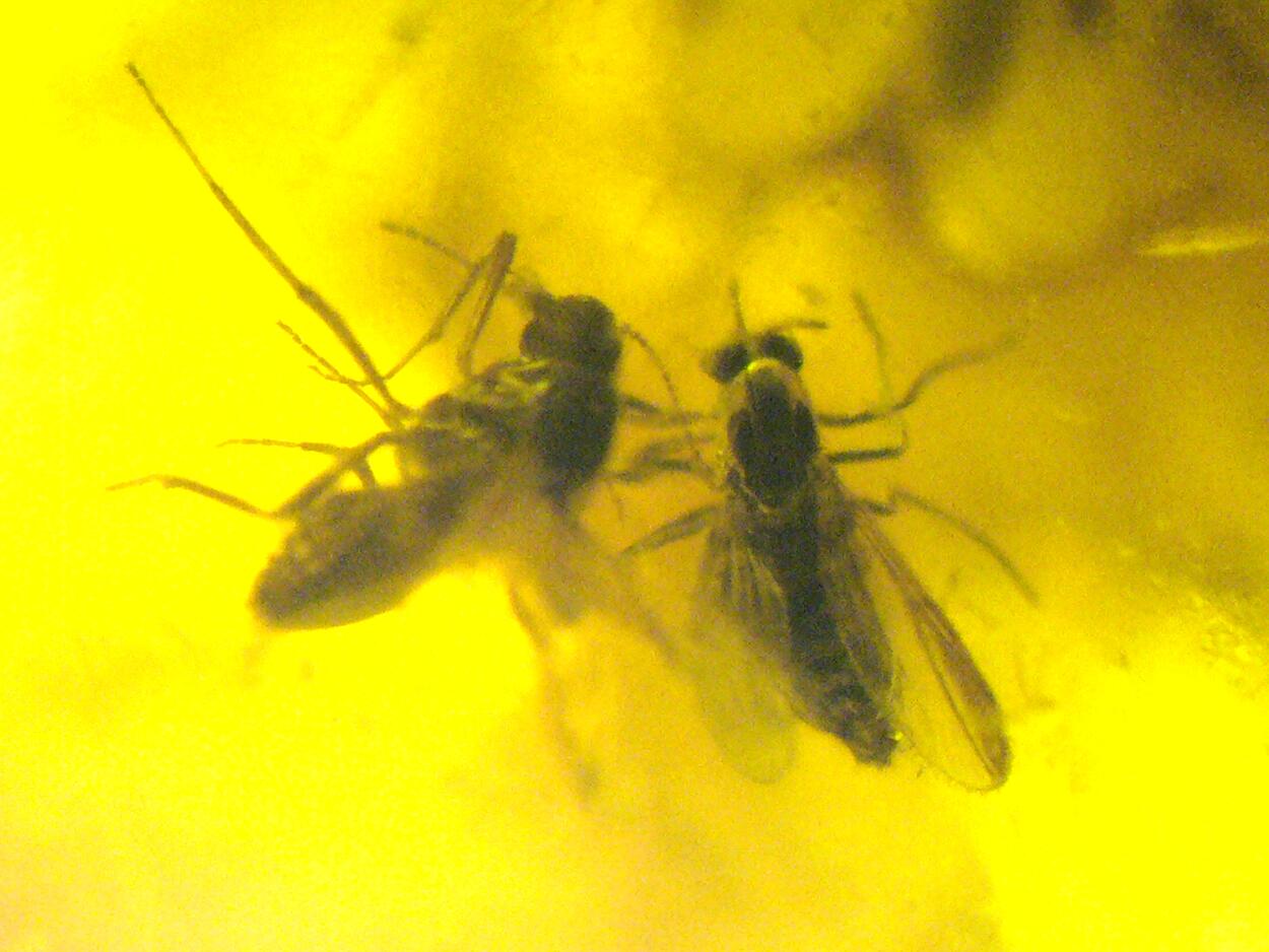 Amber With Inclusions