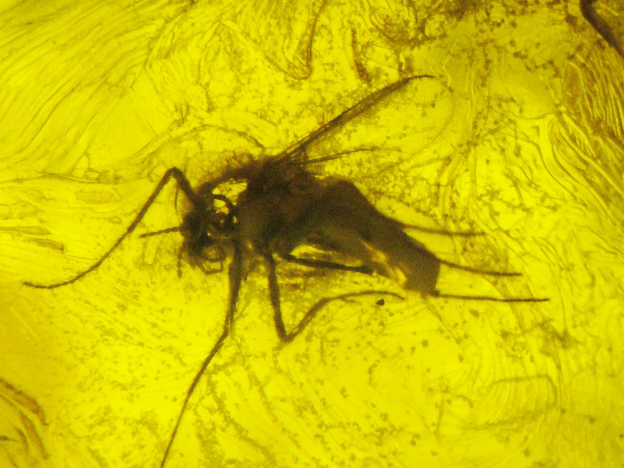 Amber With Inclusions