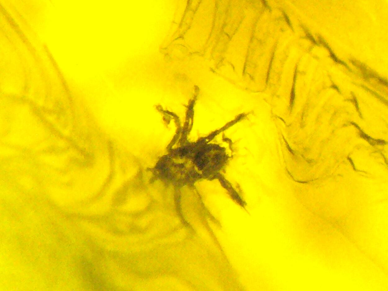 Amber With Inclusions