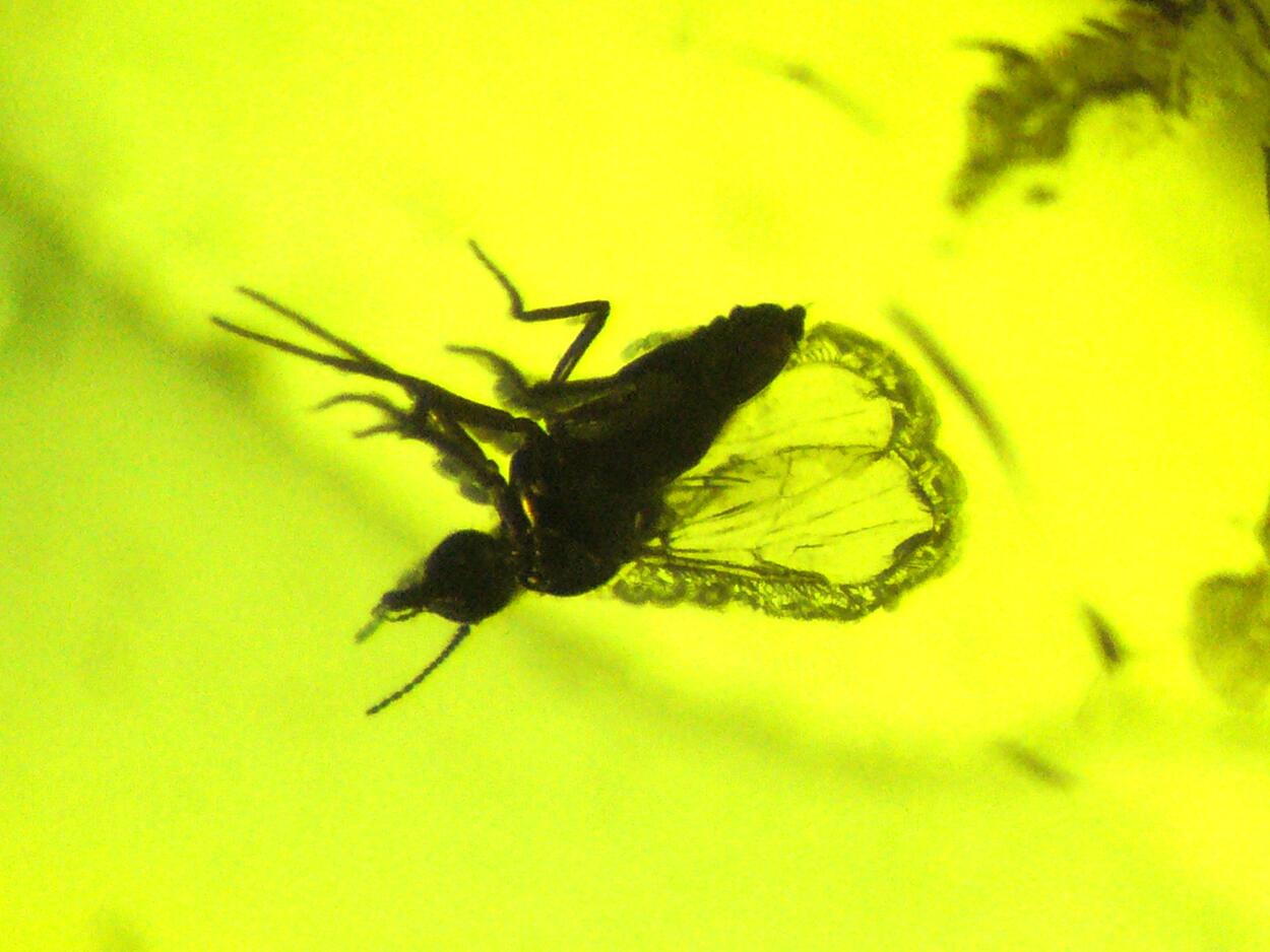 Amber With Inclusions