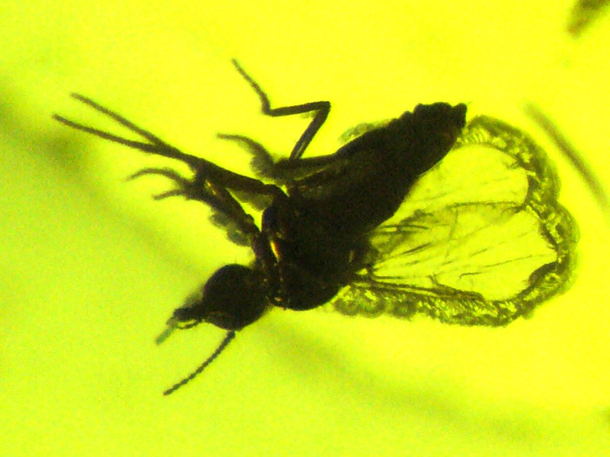 Amber With Inclusions