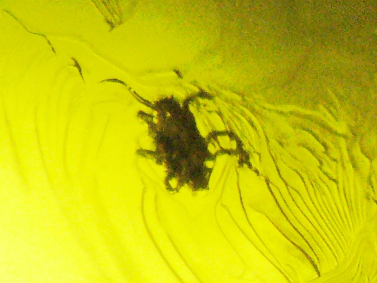 Amber With Inclusions