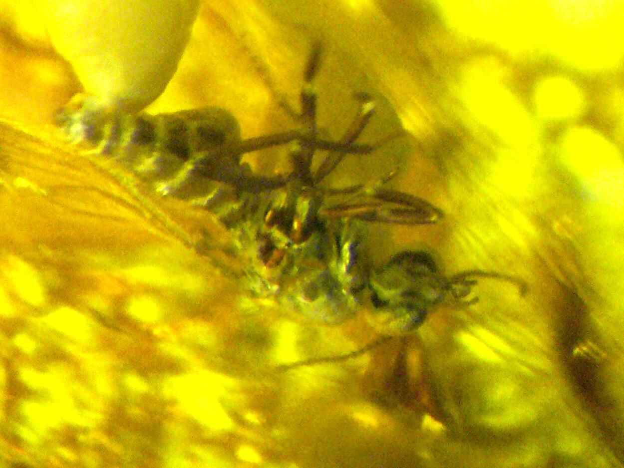 Amber With Inclusions