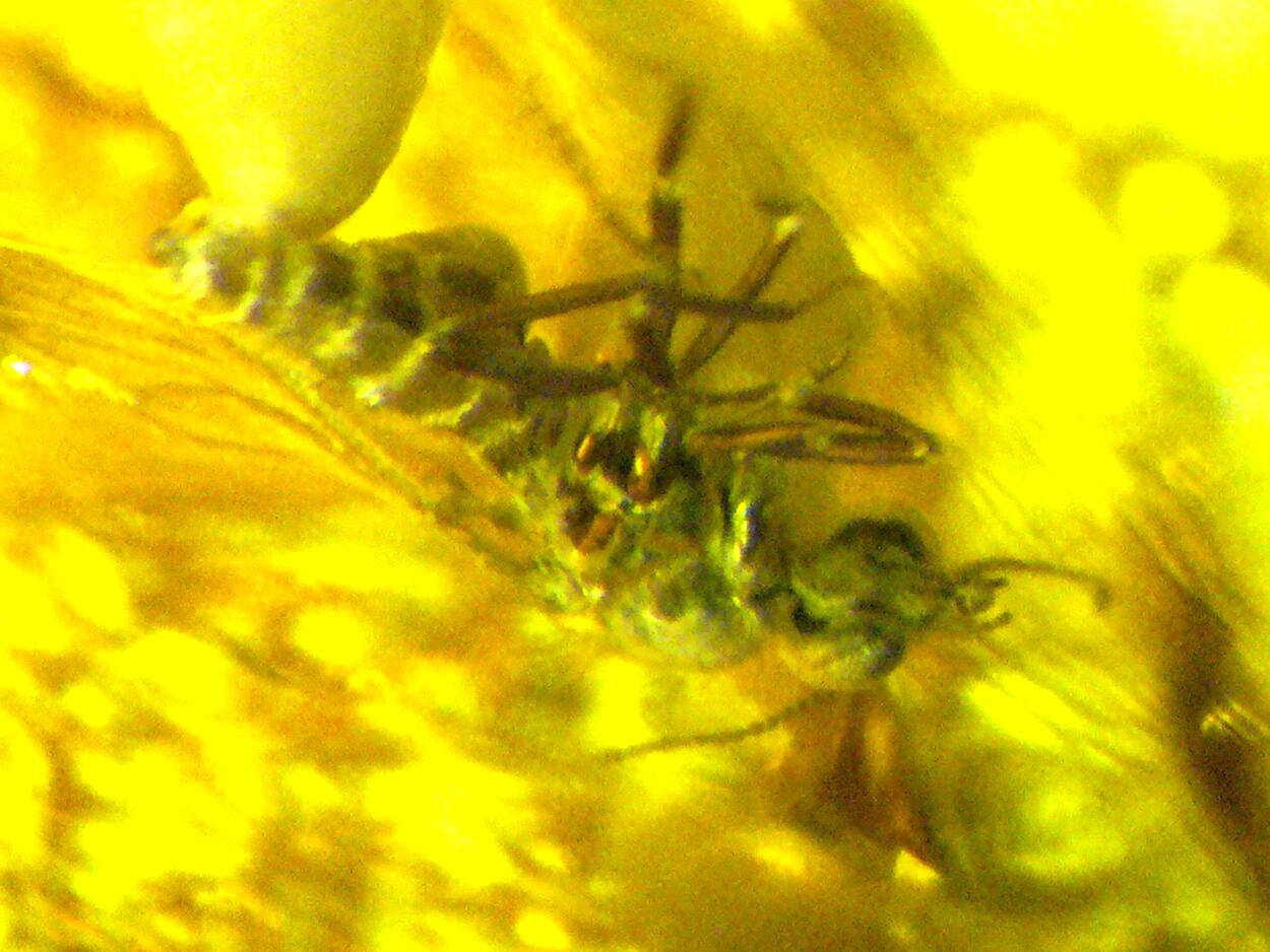 Amber With Inclusions