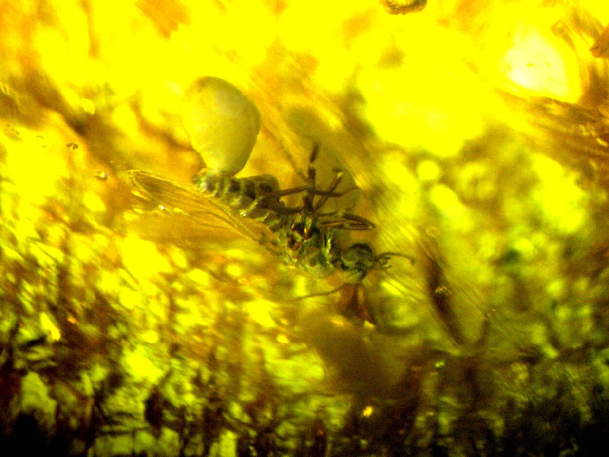 Amber With Inclusions