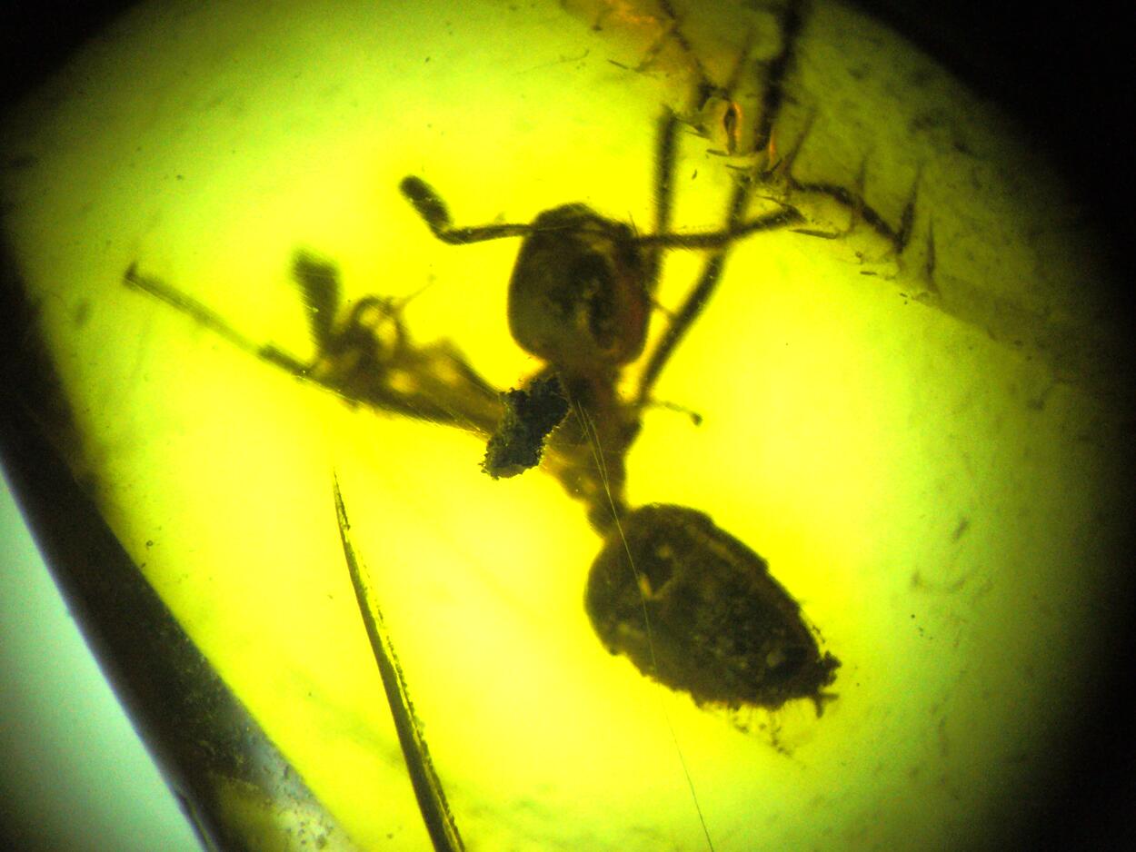 Amber With Inclusions