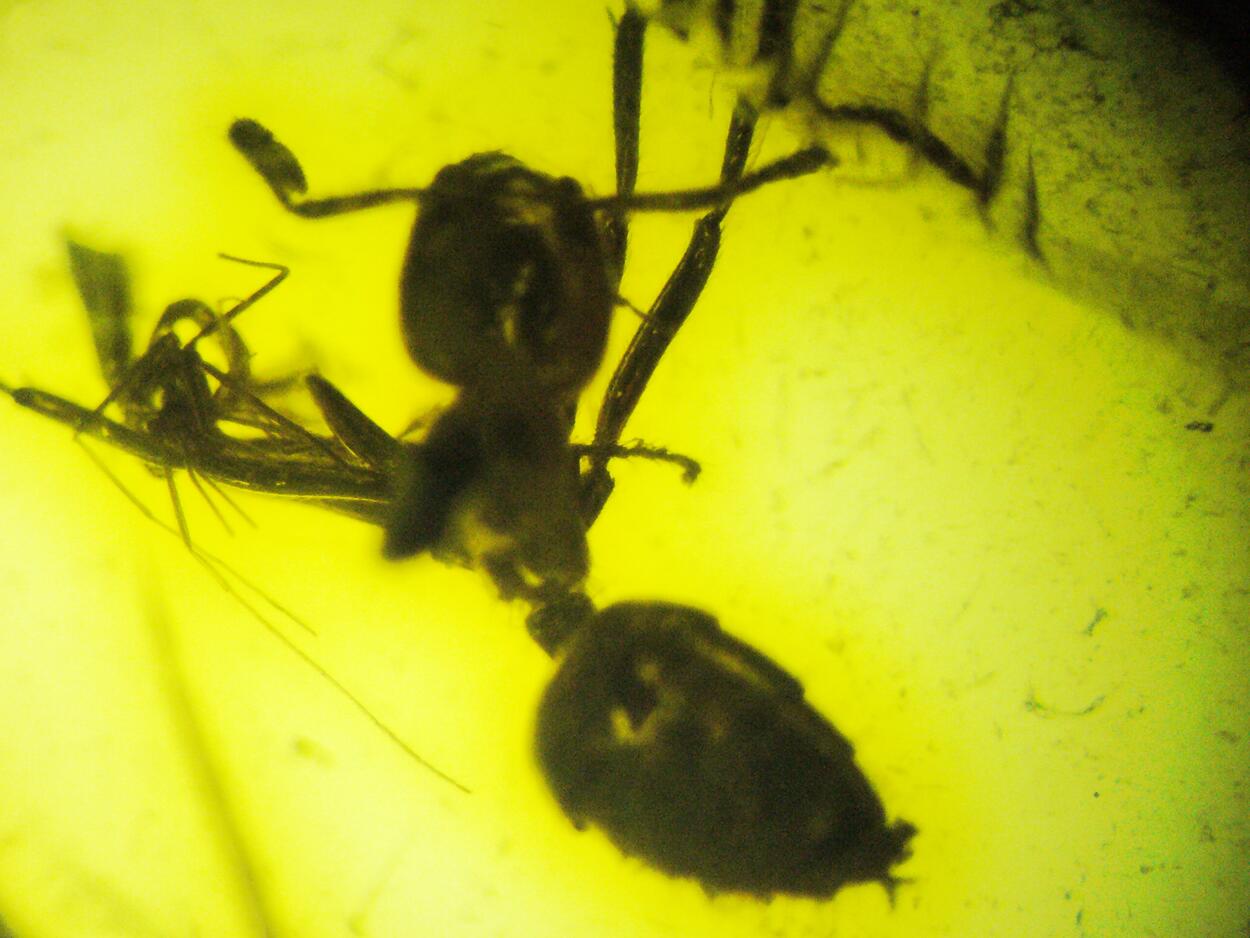 Amber With Inclusions