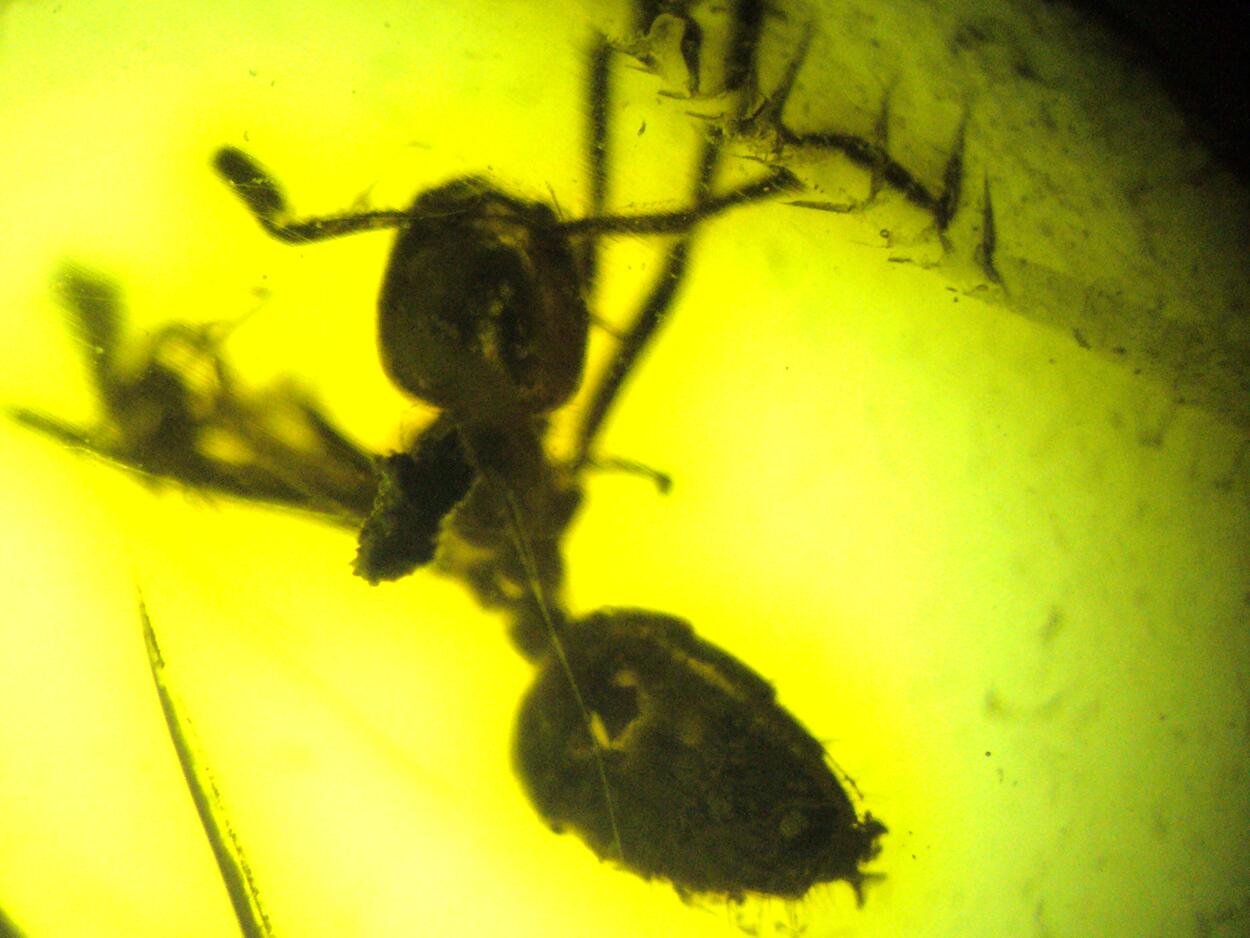 Amber With Inclusions