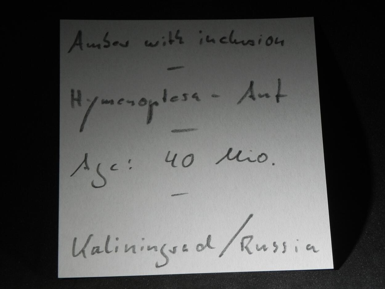 Amber With Inclusions