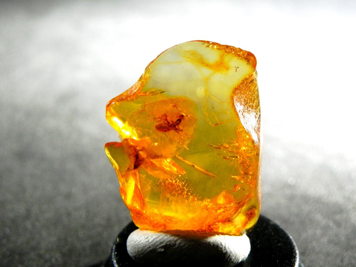 Amber With Inclusions