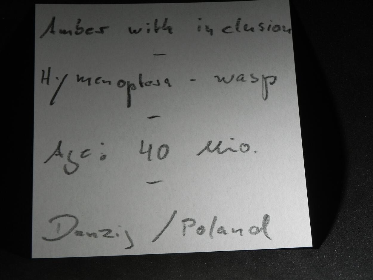 Amber With Inclusions