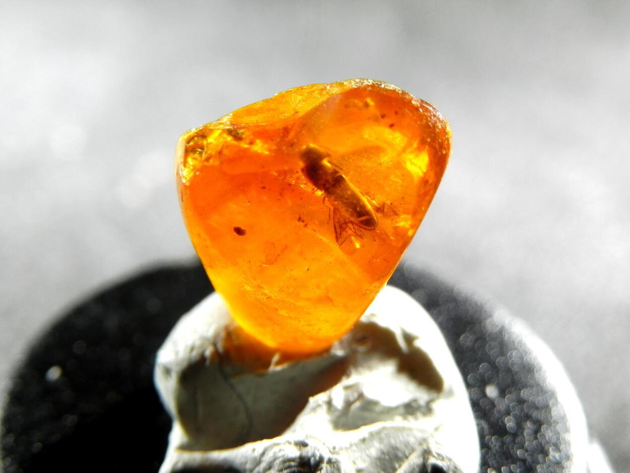Amber With Inclusions