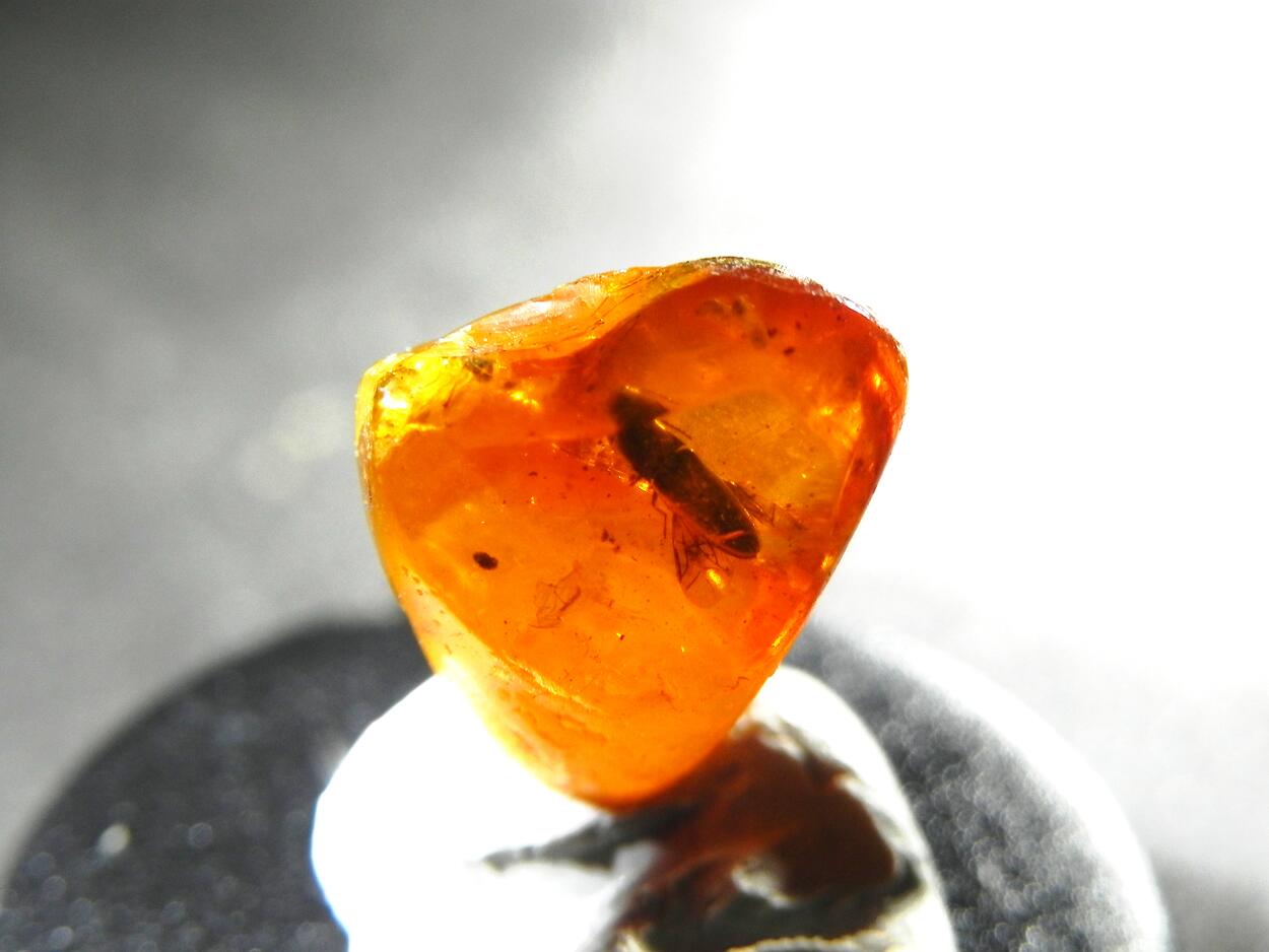 Amber With Inclusions