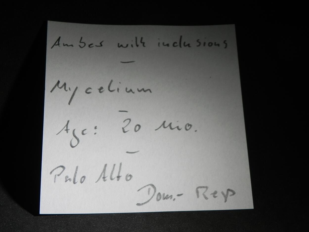 Amber With Inclusions