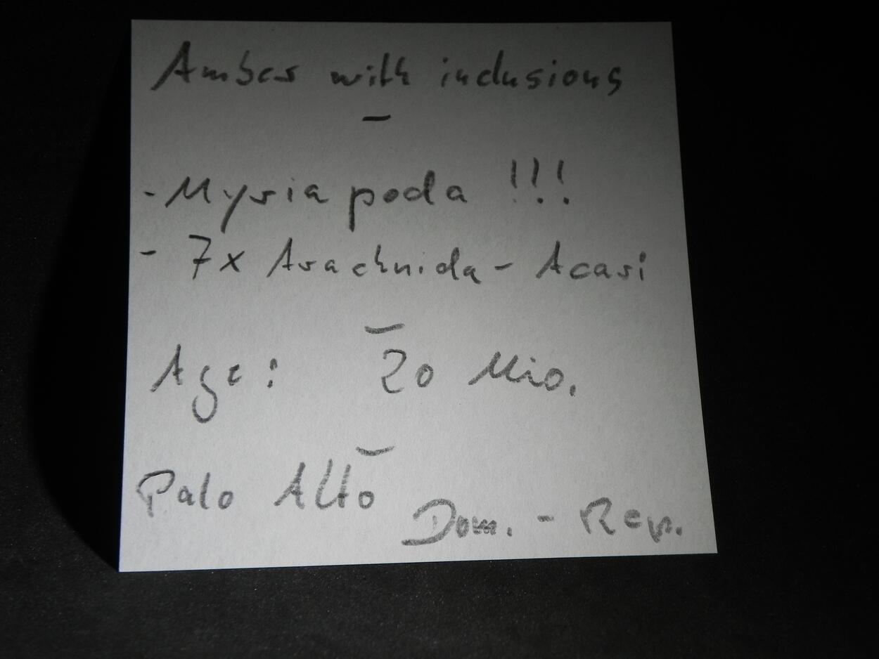 Amber With Inclusions