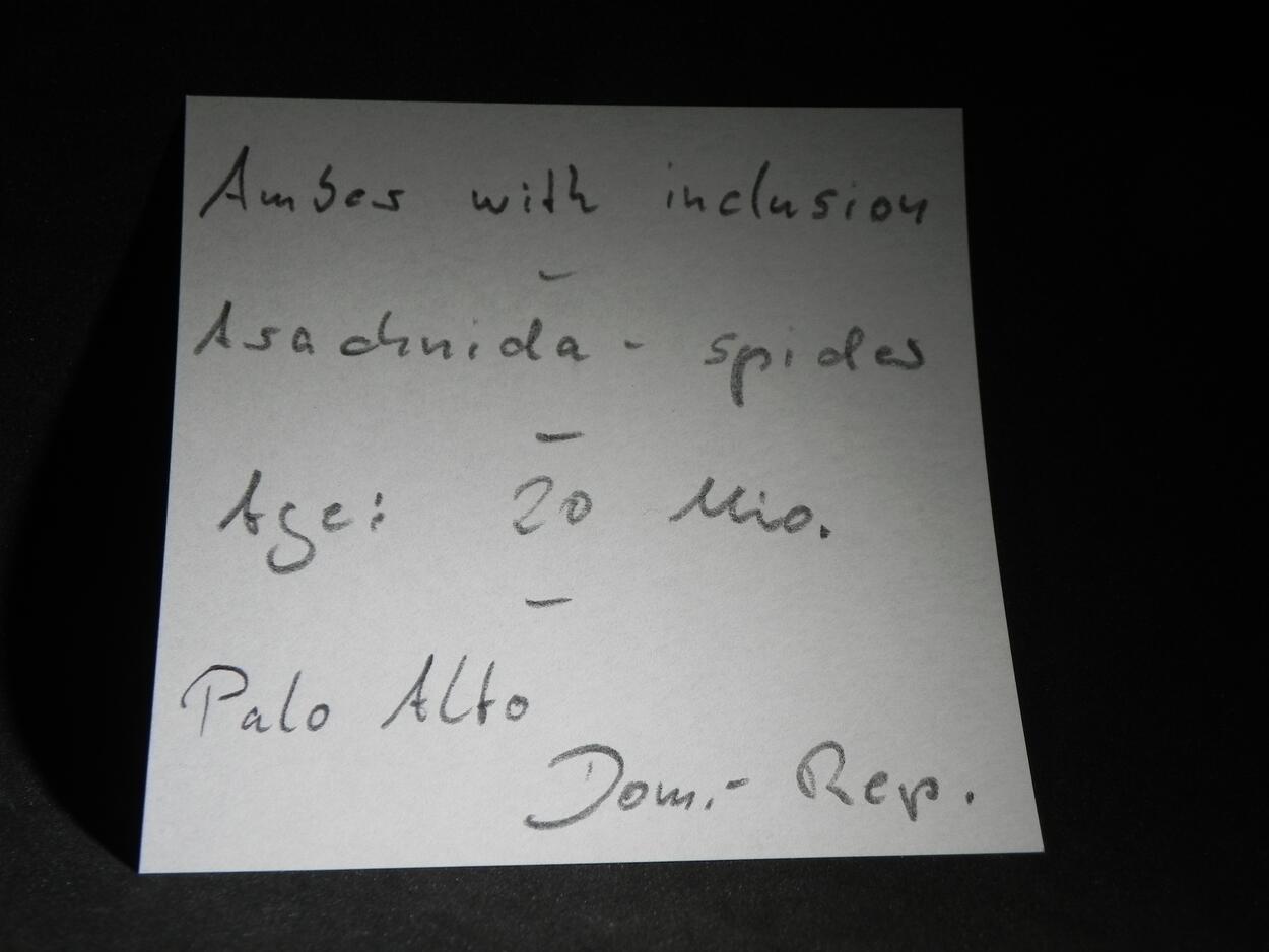 Amber With Inclusions