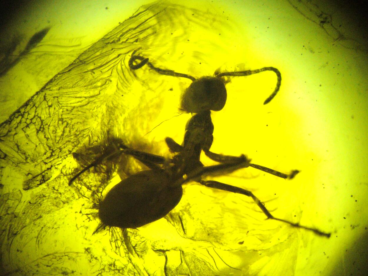 Amber With Inclusions