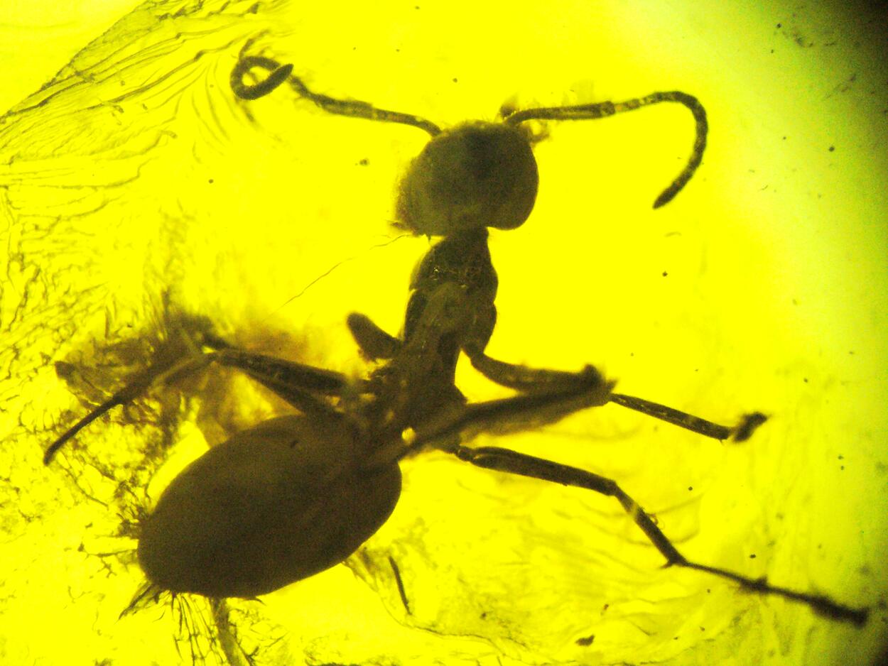 Amber With Inclusions