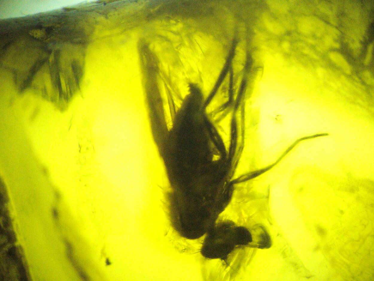 Amber With Inclusions