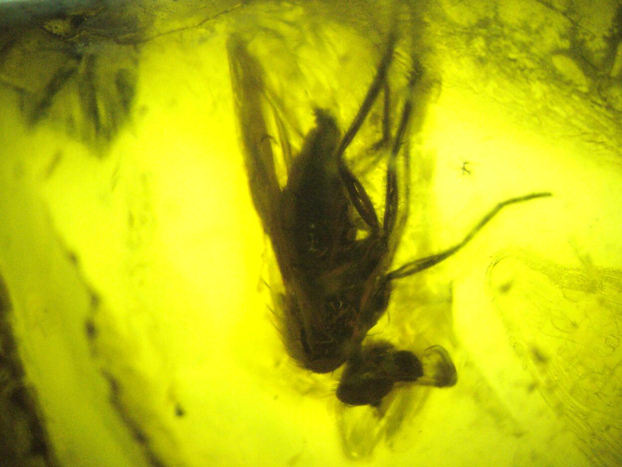 Amber With Inclusions