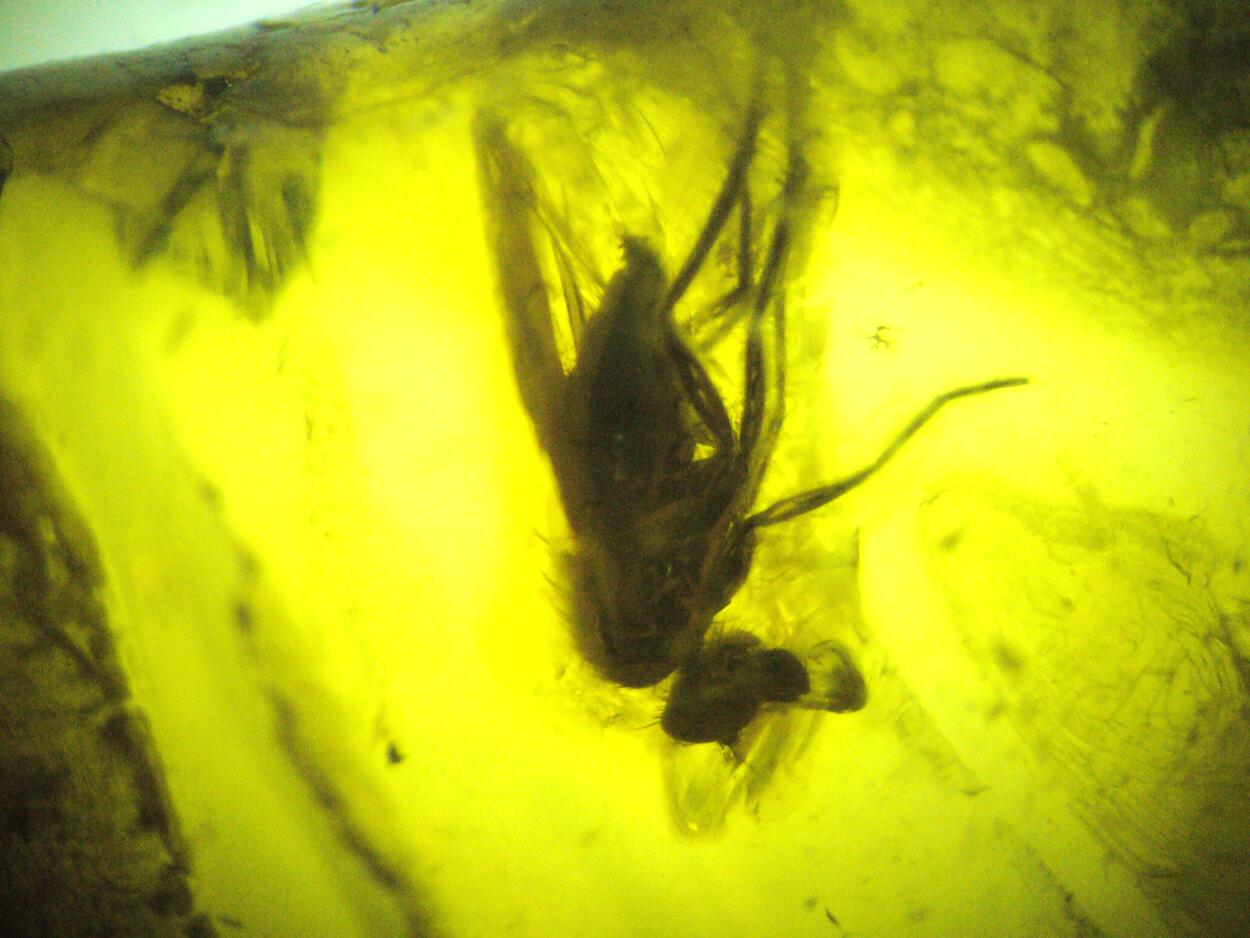 Amber With Inclusions