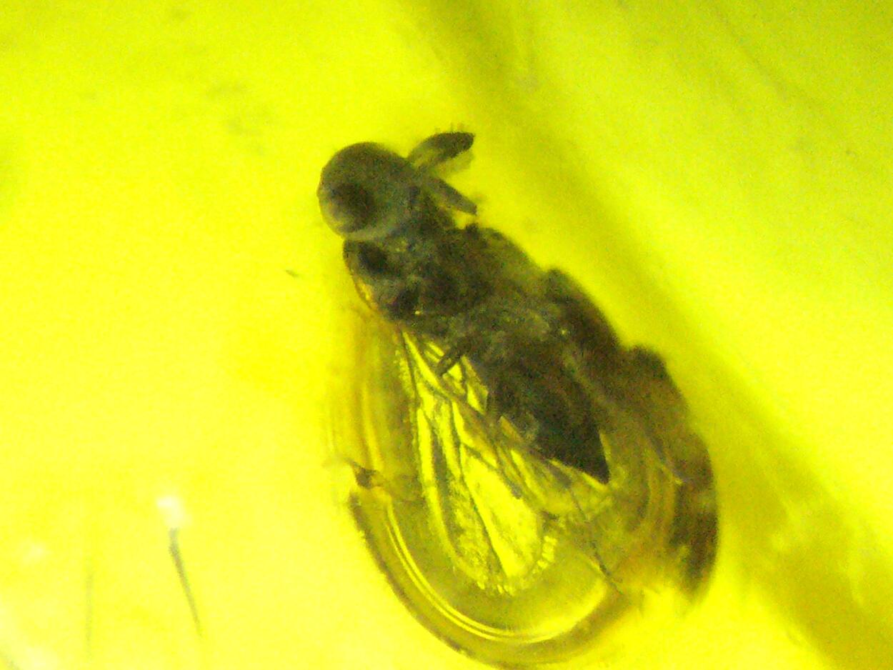 Amber With Inclusions